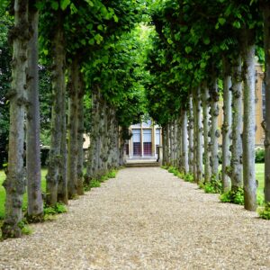Pathway Between Trees Towards House